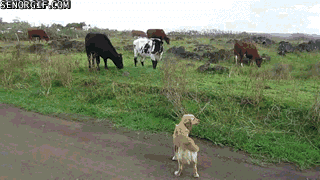 Dieren Koe Gifs 