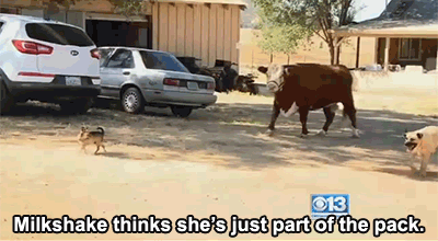 Dieren Koe Gifs 