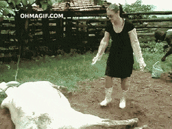 Dieren Koe Gifs 