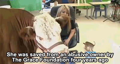 Dieren Koe Gifs smaak 