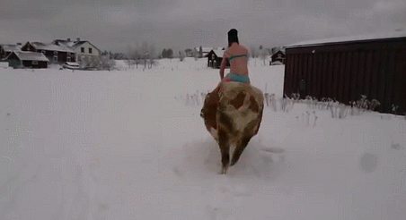 Dieren Grappig Koe Lol Gifs makespace 