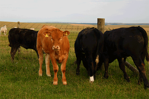 Dieren Koe Gifs dier wenk 