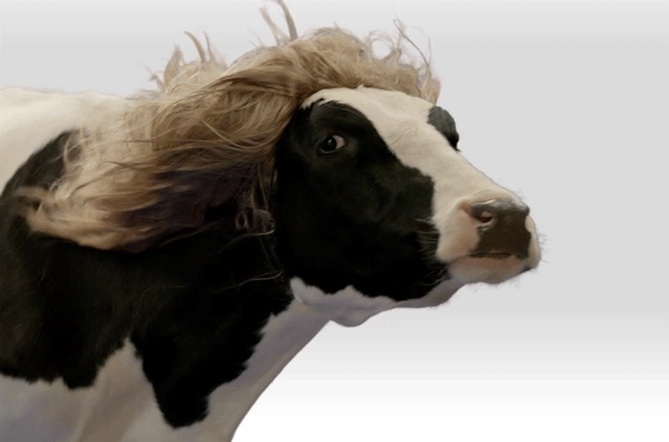 Dieren Koe Haar Gifs blond pruik 
