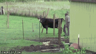 Dieren Koe Oranje Glas Gifs 