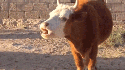 Dieren Avengers Thor Koe Gifs wasgoed boksers 