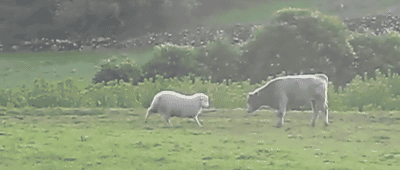Dieren Koeien Koe Gifs 