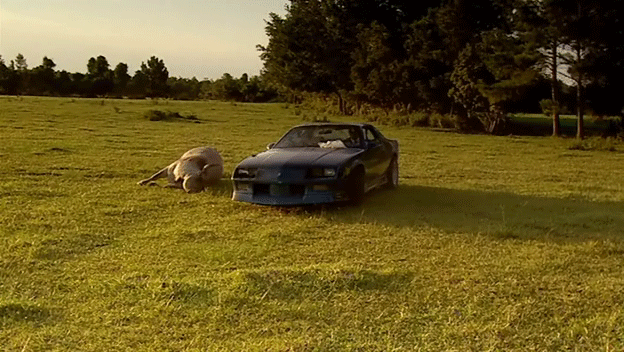 Dieren Auto Koe Gifs 