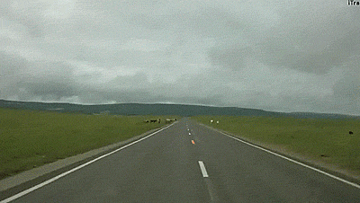 Dieren Ufo Koe Gifs vreemdelingen 