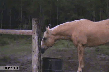 Dieren Koe Gifs lopend vent 