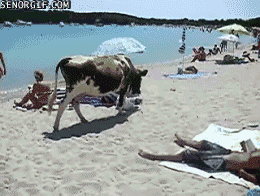 Koe GIF. Dieren Koe Gifs 