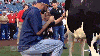 Dieren Koe Ninja Gifs 