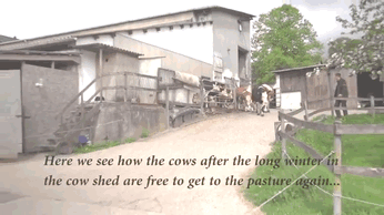 Dieren Koe Gifs het+schieten 