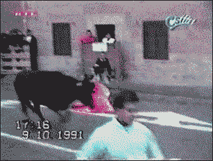 Dieren Koe Gifs kak 