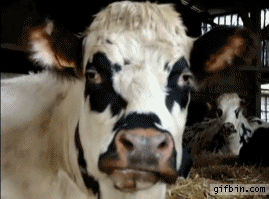 Koe GIF. Dieren Koe Gifs 