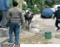 Koe GIF. Dieren Koe Gifs Pijn+doen Pow Geschopt Kung 