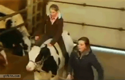 Dieren Koe Gifs jumping horde ruiter 