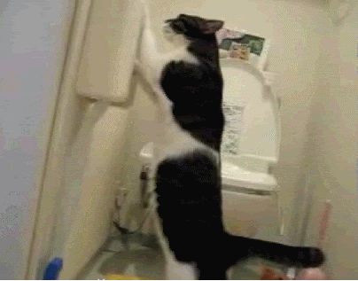 Dieren Koe Gifs 