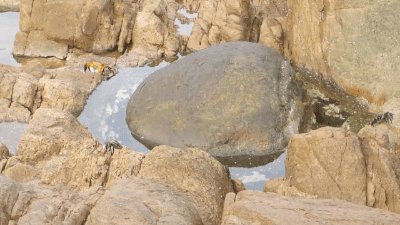 Dieren Krab Gifs octopus 