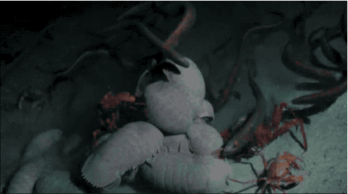 Dieren Krab Steve Gifs Brule dumpster 