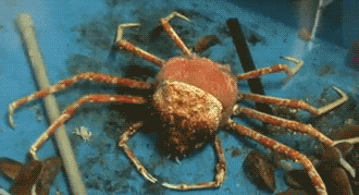 Dieren Krab Gifs schelp beklimmingen 