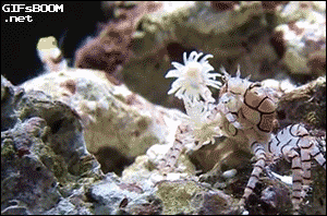 Krab GIF. Dieren Vis Krab Gifs 
