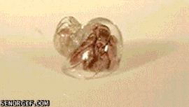 Krab GIF. Dieren Lunch Krab Gifs Spaghetti Vishandelaar 
