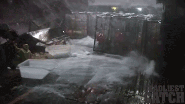 Dieren Vis Zwemmen Krab Gifs het eten 