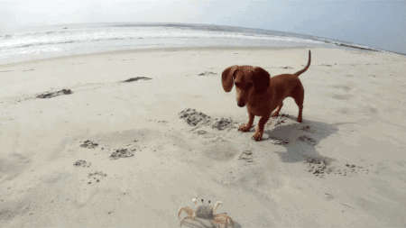 Dieren Krab Gifs 