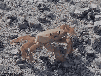 Dieren Krab Gifs geanimeerde hand 