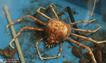 Dieren Krab Gifs schelp beklimmingen 