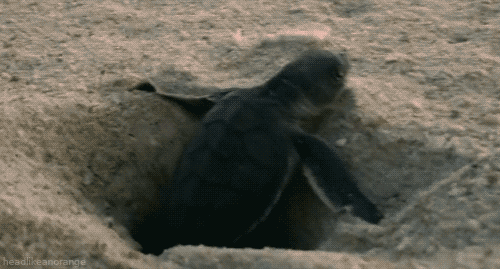 Dieren Vis Krab Gifs 