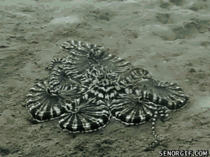 Krab GIF. Dieren Krab Gifs Blok Coolste 