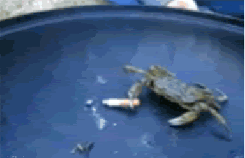 Dieren Sigaret Krab Gifs omgaan badass 