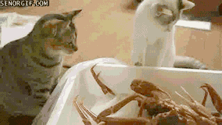 Dieren Kat Krab Gifs wat doen 
