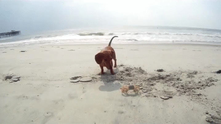 Dieren Krab Gifs oceaan mariene biologie 