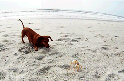 Krab GIF. Dieren Krab Gifs Ongelukkig 