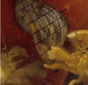 Honden GIF. Dieren Krab Gifs Hond Chilling 