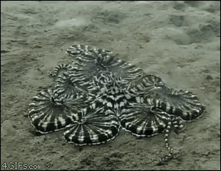 Dieren Krab Gifs perfectloops rangoons 
