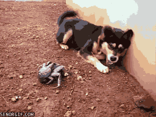 Dieren Krab Gifs Hond chilling 