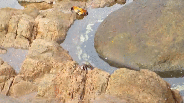 Dieren Natuur Water Krab Gifs sprongen octopus 