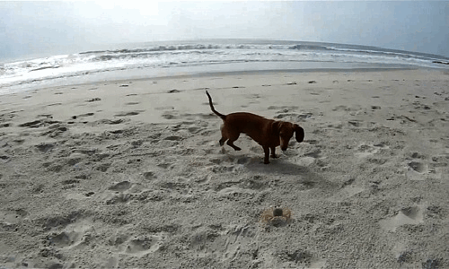 Dieren Aquarium Krab Gifs 