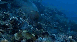 Krab GIF. Dieren Krab Gifs Zand Rollen Brb Staaaahhhhpppp 