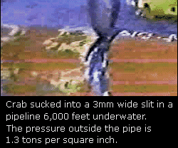 Krab GIF. Dieren Krab Gifs Druk 
