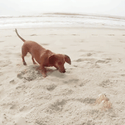 Krab GIF. Dieren Strand Krab Gifs Hond 
