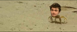Krab GIF. Dieren Krab Gifs Lopend Ontsnapt 