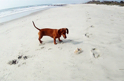 Krab GIF. Dieren Krab Gifs 