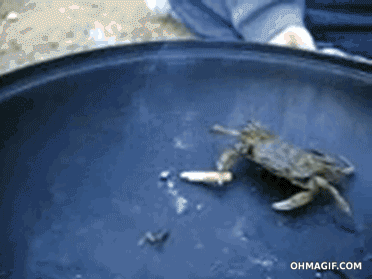 Dieren Disney Film Krab Gifs spotprent 