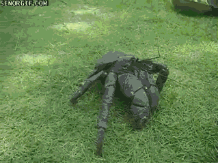 Dieren Krab Gifs gras kruipen 