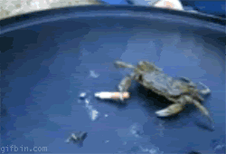Krab GIF. Dieren Krab Gifs Geanimeerde Komedie Australi&euml; Ontdekt 