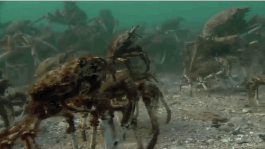 Dieren Krab Gifs oceaan dieren rijdieren 